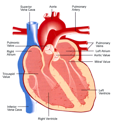 a Lebelled Diagram of the Heart 